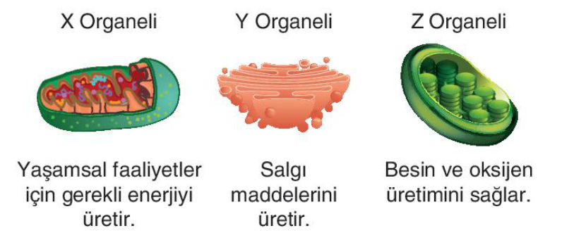 soru gorseli