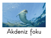 sik gorseli